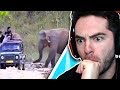 Elephant Vs. Car (NONONONOYES #5)