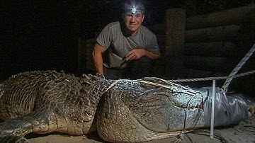 Catching a Giant Crocodile | Deadly 60 | BBC Earth Explore