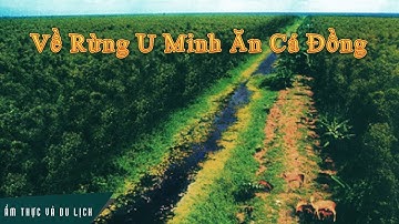 Ngắm U Minh Hạ trên cao và ăn lẩu mắm, cá lóc nướng giữa rừng
