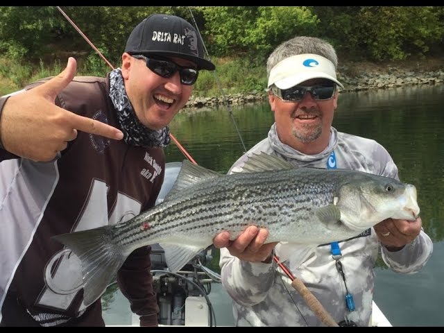 Fly Fishing Striped Bass Ft. Maury Hatch on the American River
