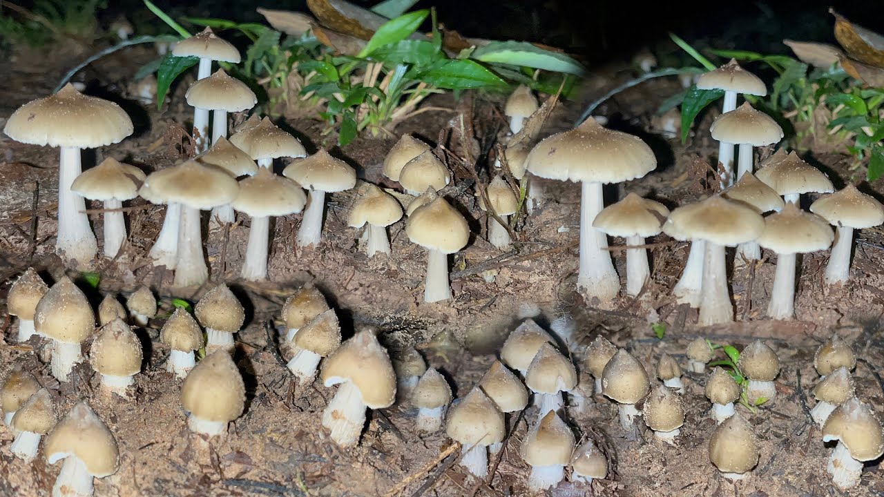 หมานเกินคำบรรยาย เจอเห็ดปลวกหัวกระสุนหมู่ใหญ่ๆ13ต.ค/2568