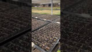 Seed starting - salad