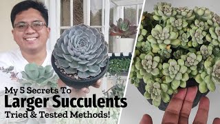 My 5 Tips to Growing LARGE & LUSH Succulents!