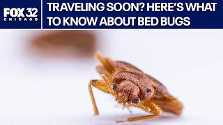 Chicago ranks among top U.S. cities for bed bugs, report finds | ChicagoLIVE