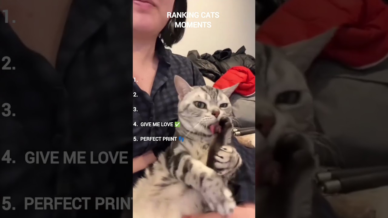 Ranking top funny moments with cats #catvideos #dontlaught #cat #funny #cutecats #rankingvideos