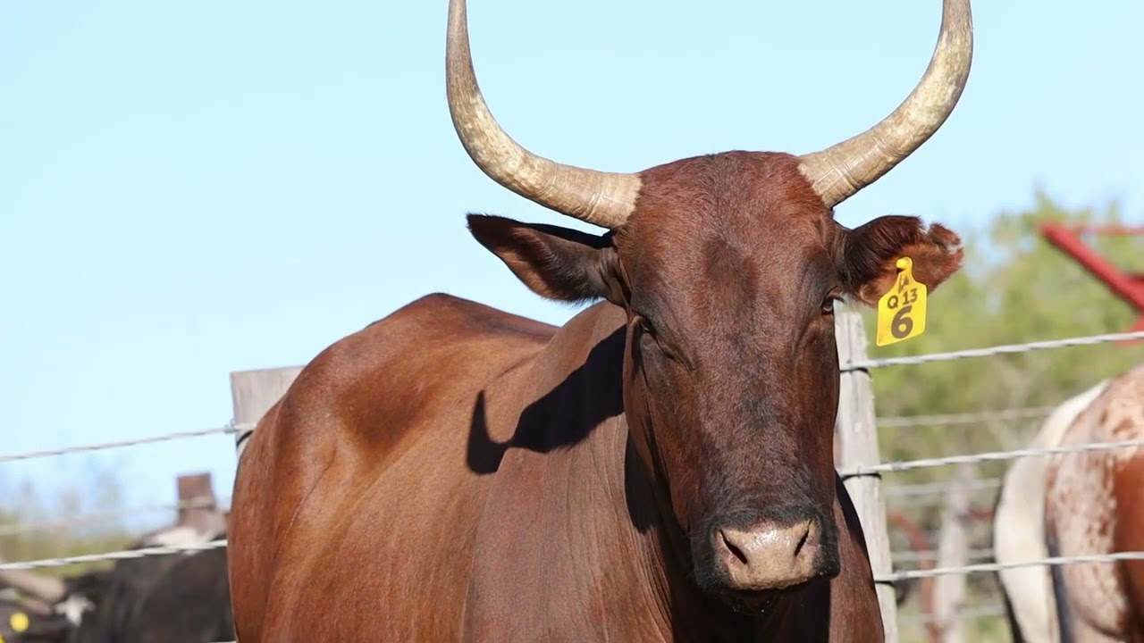 Lot 51 Lot 51 | Q 13-06 | Qhina Ngunis by die Nguni Regainer Veiling op 12 Oktober 2023