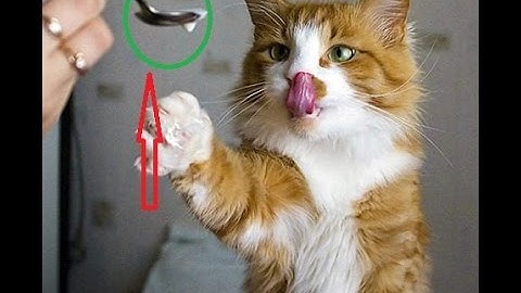 funny cats fails videos 2016 | funny cat and animals compilation vines try not to laugh or grin #L