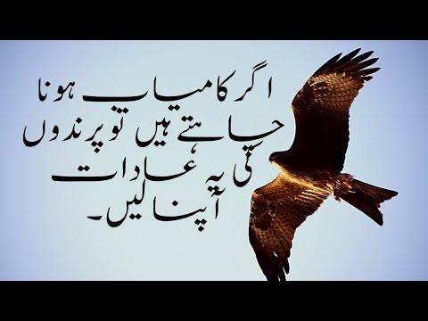 Heart touching quotes About bird in Urdu/Quotes in Urdu about bird life reality / ????? ?????