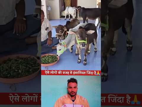 गौ सेवा😘