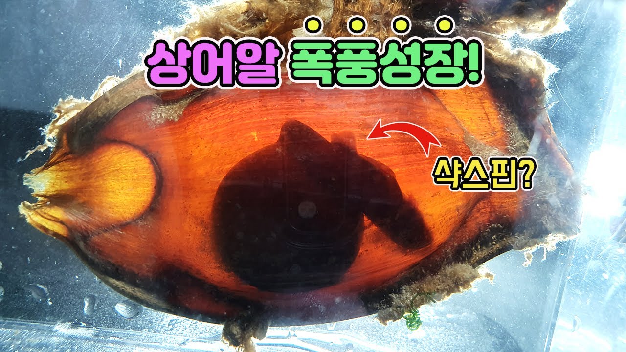 알껍데기 속의 아기상어가 보이시나요? 샥스핀도 생겼어요 ㅎㅎ SHARK EGG [TV생물도감]