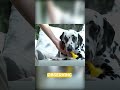 Surprising Insight: Left vs Right Pawed Dogs