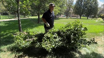 How to Bundle Branches and Limbs for Transport-  DIY