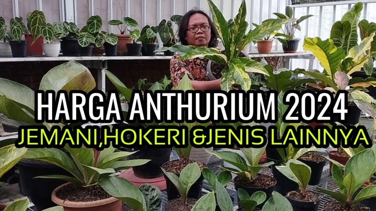 HARGA AWAL TAHUN ANTHURIUM JEMANI & VARIAN HOKERI,,,HARGA TERJUN BEBAS??