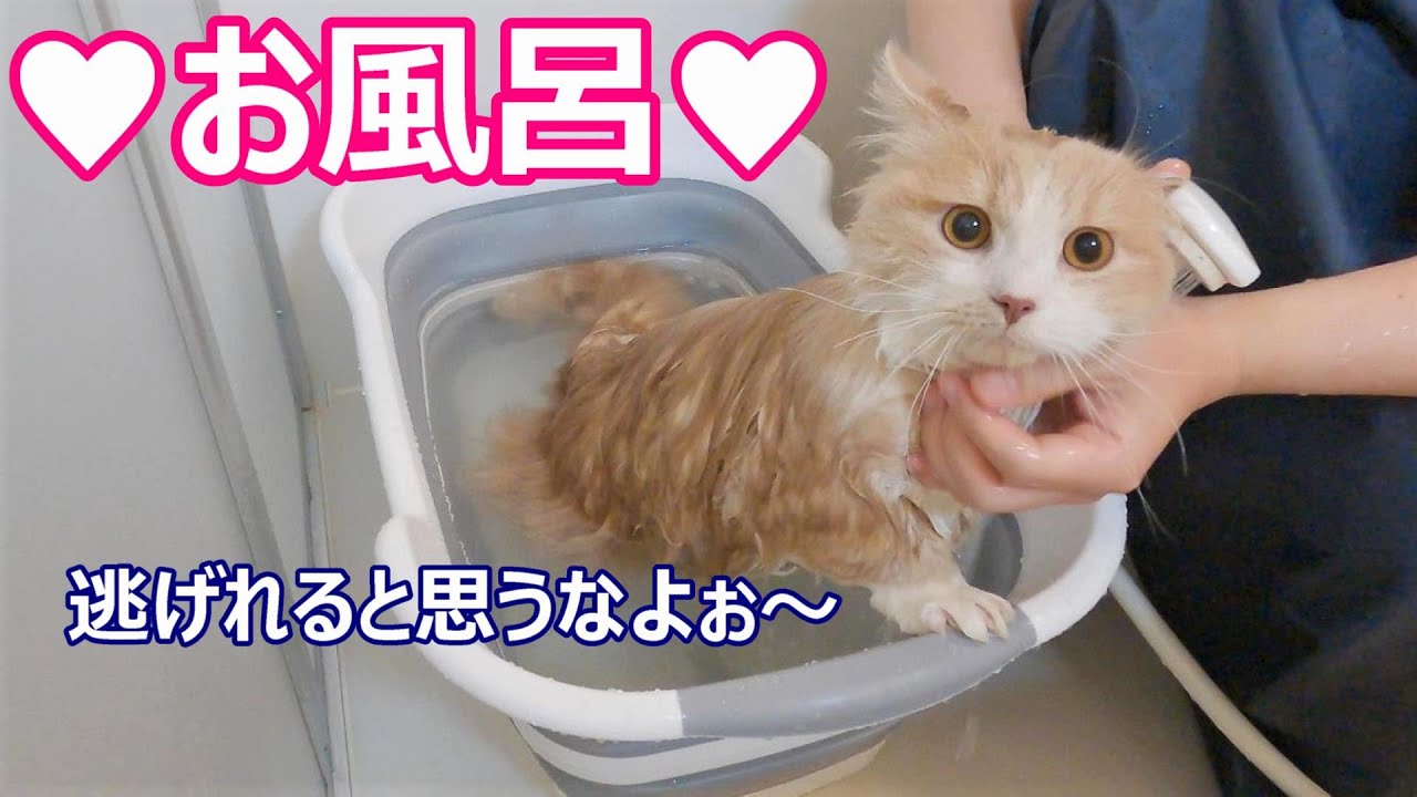 猫の成長記録】猫アレルギーの為、お風呂に入れた短足マンチカンの件