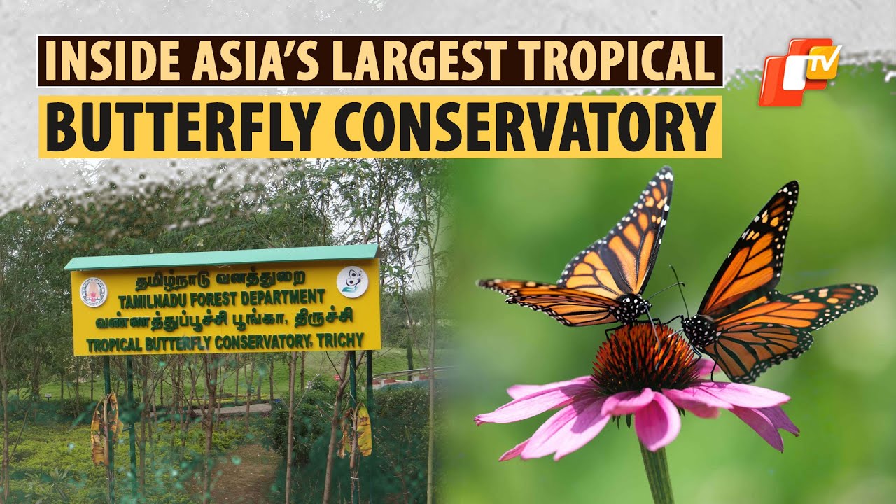 A Glimpse Of The Nature! Know What’s Inside The Tropical Butterfly Conservatory In Tiruchirappalli