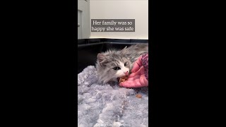 We couldn’t believe how much snow was packed around her! by TinyKittens HQ 12,437 views 3 months ago 1 minute, 11 seconds