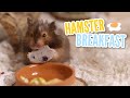 Making my Hamster Breakfast 🥞