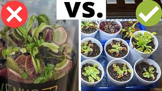 The Complete Venus Flytrap Indoor Care Guide 🌱