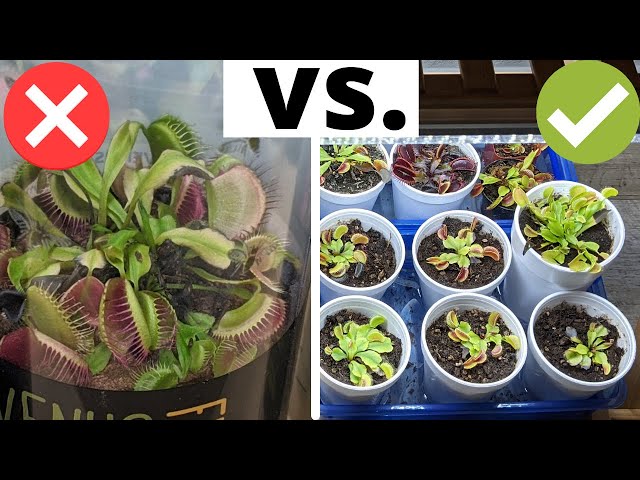 The Complete Venus Flytrap Indoor Care Guide 🌱 