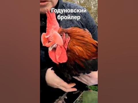 Очки для кур от расклева #расклев #очкиотрасклева - YouTube