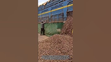 Unloading Raw Cashew Nuts from a Truck