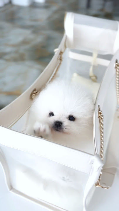 ✨ New arrivals ✨ Come say hi 👋 #pomeranian #teacup #puppies #smalldog #viralvideo