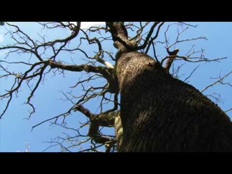 سورة المجادلة بصوت الشيخ وديع اليمني