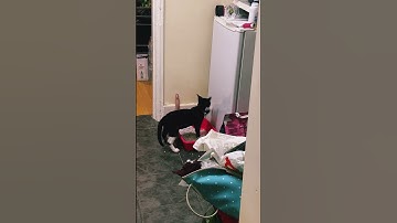 This cat believes it is a glitch in the matrix 💻#shorts #cat #catvideos #glitch #matrix #catlover