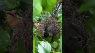 Amselküken Im Nest #Germany #Shorts #Birds #Nest