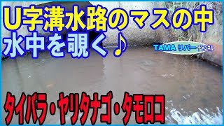 山形のU字溝水路のマスを覗いてみる【水中動画】タナゴが泳いでる♪