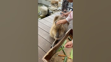 Close-up van capibara #shorts