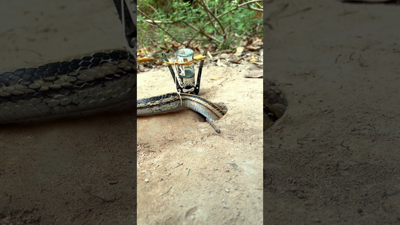 Top3 _Snake antics you won’t believe! 🤯🐍 