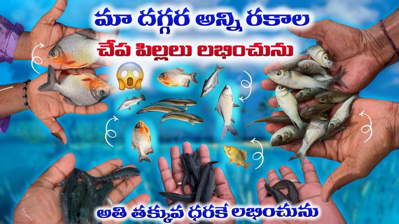 All India A1 quality all types of fish seed🐠available in budget prices ₹ | fish sale |