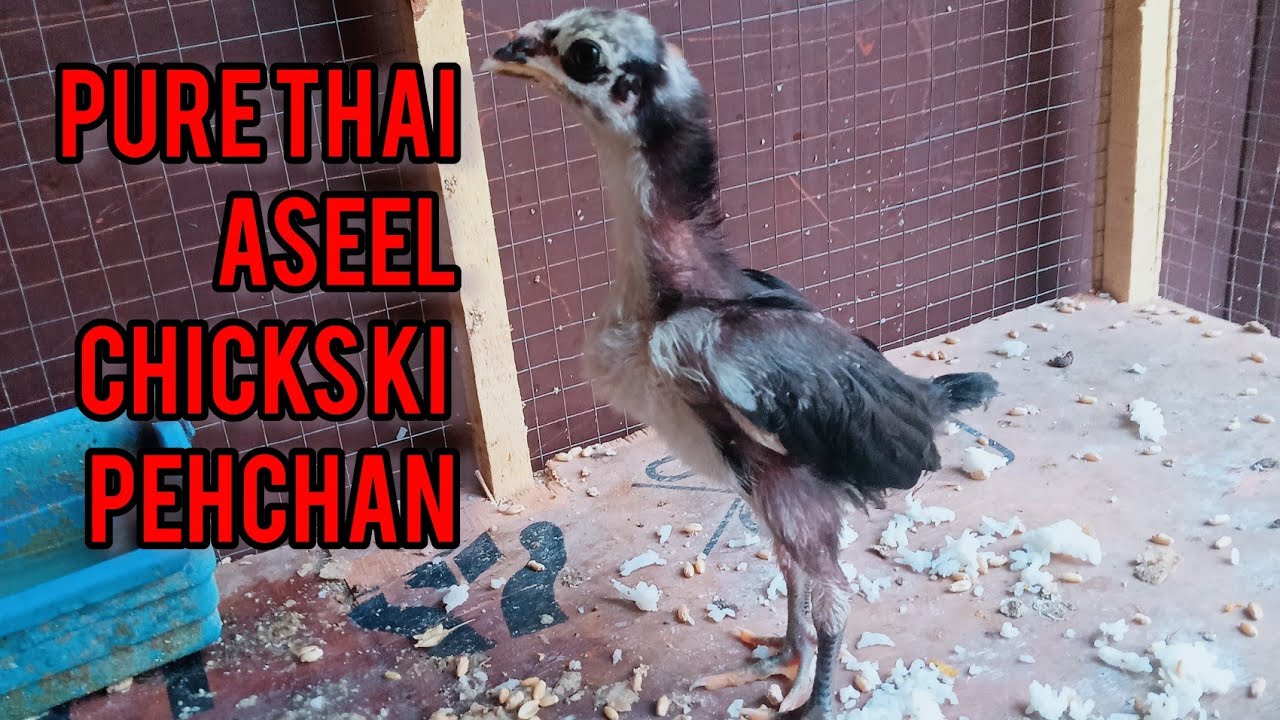 pure thai aseel chicks ki pehchan|Thai aseel chicks ki nishanian|