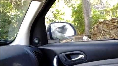 Bird Fighting with Car Mirror