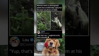 Woman Accidentally Captures a Cat Photo So Perfect It Looks Staged Woman Accidentally Captures a Cat Photo So Perfect It Looks Staged