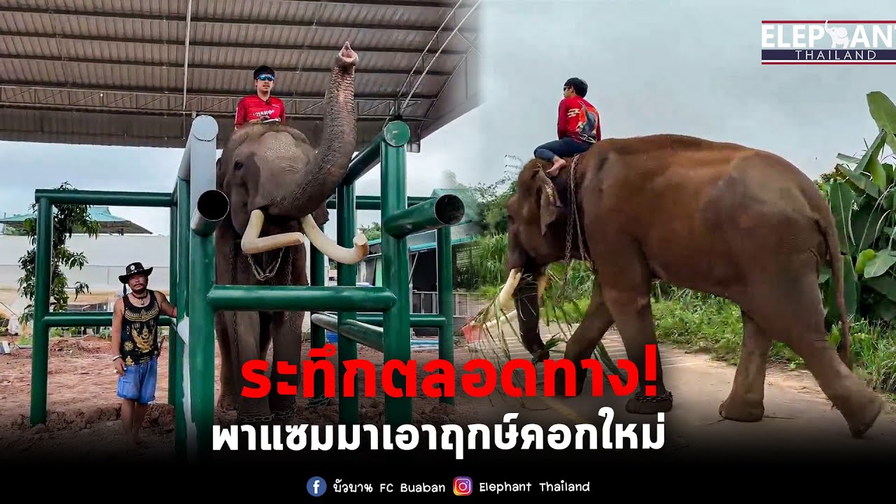 ระทึก! เสือขี่แซมไปเข้าคอกใหม่! เจอเหตุการณ์นี้!? elephant