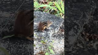 Download Lagu #wildlife #shorts MP3