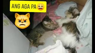 Ma-pets.