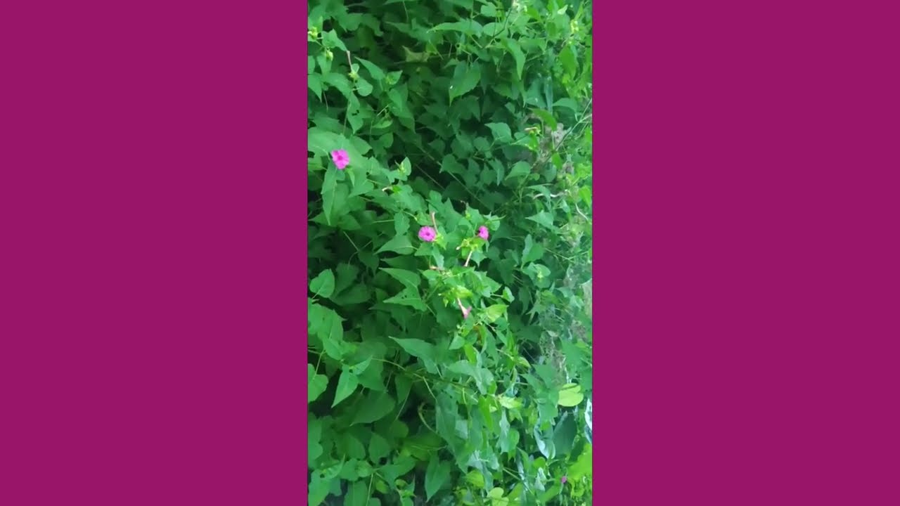 TROPHY- DUDLEY AJAN- @chroniclesofolivia 