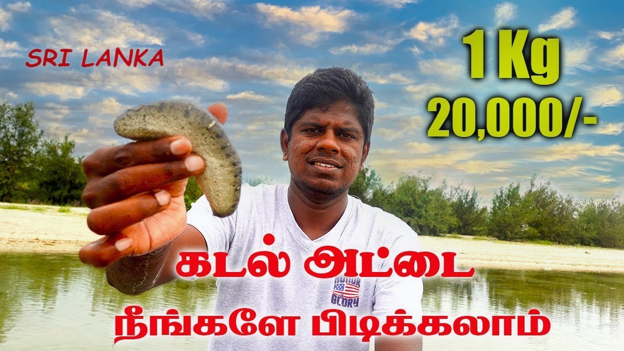 கடல் அட்டை Jaffna Sea Cucumber Chullipuram savukkadi beach & cooking