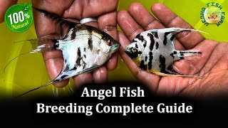 Angel fish breeding complete Guide | Angel fish gender Identification