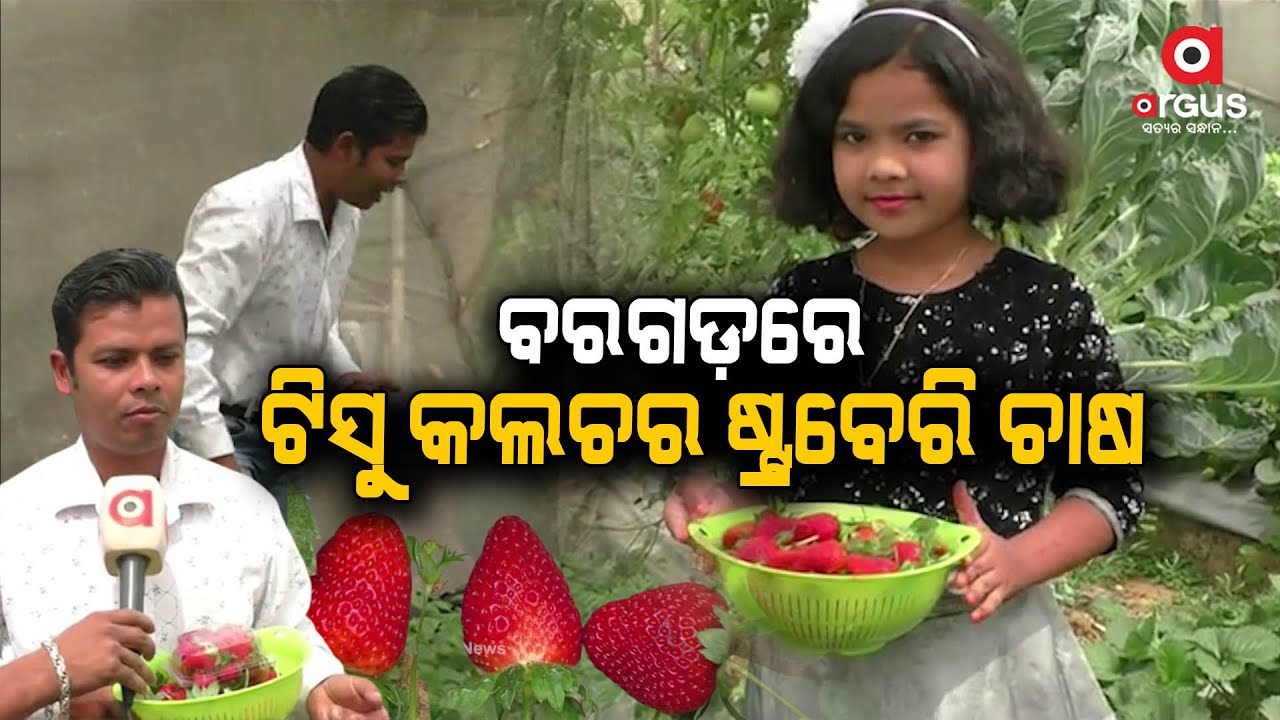 Strawberry Tissue Culture Farming in Odisha's Bargarh District