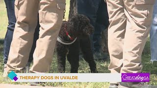 Certified therapy dogs help comfort first responders in Uvalde | Great Day SA