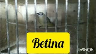 tips membedakan burung bimoli jantan atau betina & pantauan harganya 6 april 2022