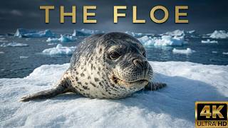 Earth's Greatest Transformation: How Antarctica Doubles in Size! | FULL EPISODE 4K