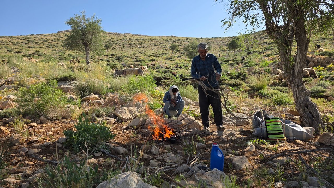 Nomadic life: Dawn migration to the mountains | With the herd in the heart of nature