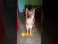 German shepherd dog Chiku 👀 #funny #comedy #germanshepheard #dogobedience #vlog #dogtraining #dog