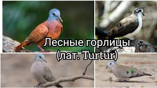 Лесные горлицы (лат. Turtur)