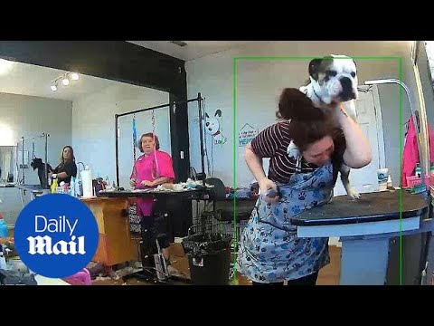 Hilarious moment dog groomer fends off bulldog humping her back